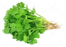 CORIANDER 1 PC